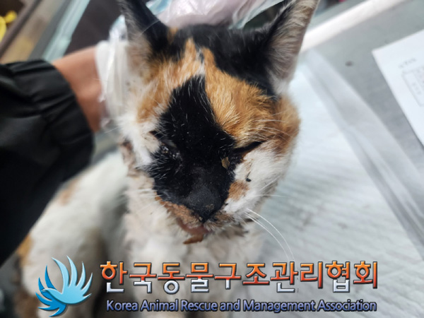 한국동물구조관리협회_411322202400850